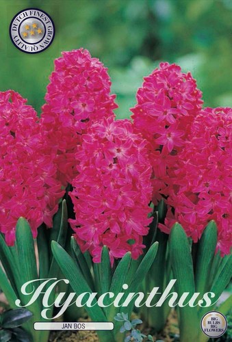 Rot pinke hyazinthe - rot-pinke,
